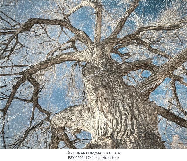 Giant cottonwood tree with without leaves native to Colorado Plains, a photo with digital painting effect applied