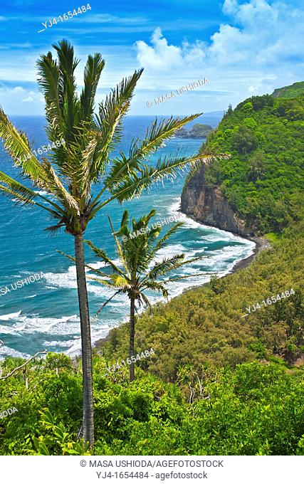 coconut palm trees and Pololu Beach, Pololu Valley, North Kohala, Big Island, Hawaii, USA, Pacific Ocean