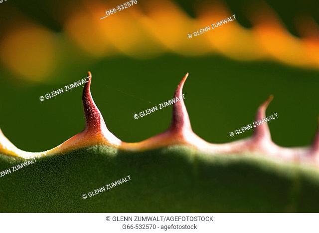 Aloe (Agave species)