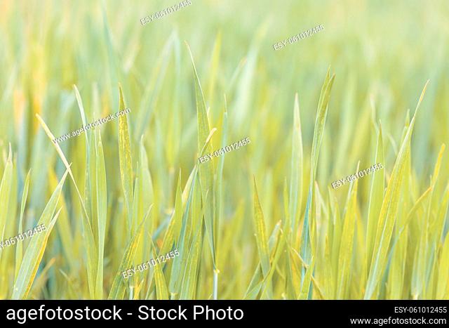 grass on meadow, abstract color tone spring background with shallow focus