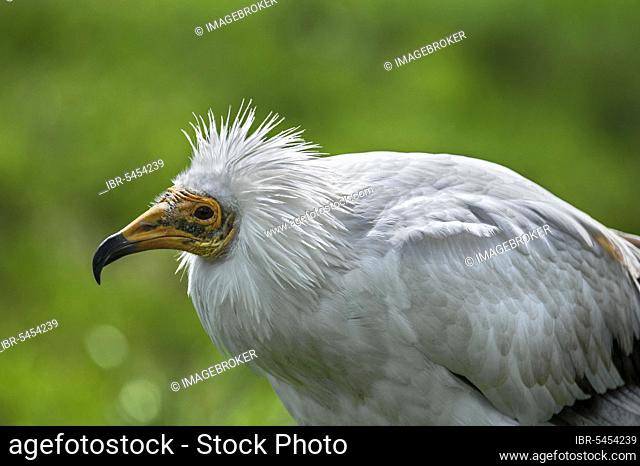 Egyptian vulture (Neophron percnopterus), White Vulture Close-up