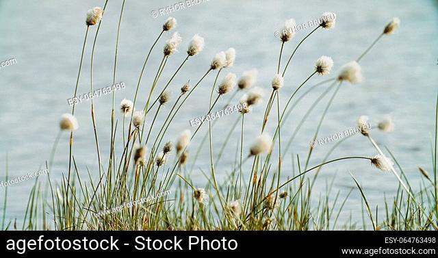 Spring Landscape With Blooming Cotton Grass At Riverside. Of Summer Scenery Landscape. Close-up View on White Fluffy Flowers Eriophorum Angustifolium Known As...