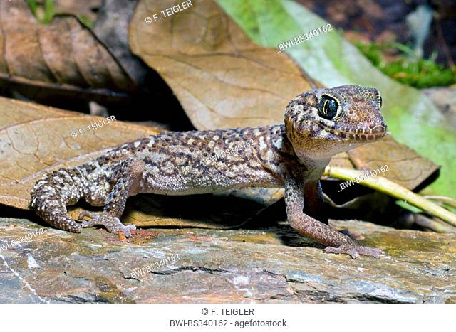 Bow-fingered Gecko (Cyrtodactylus chanhomeae), on a stone