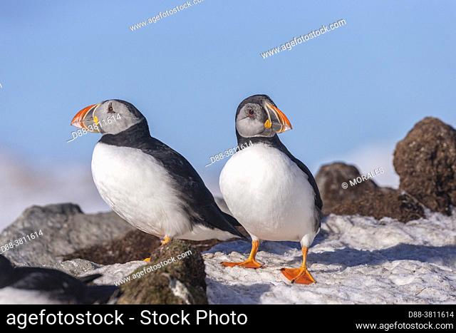 Europe, Scandinavia, Norway, Varanger Fjord, Vardø or Vardo, Island of Hornøya, protected island with large colonies of seabirds