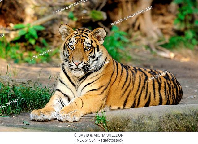 Lying Siberian Tiger Panthera tigris altaica