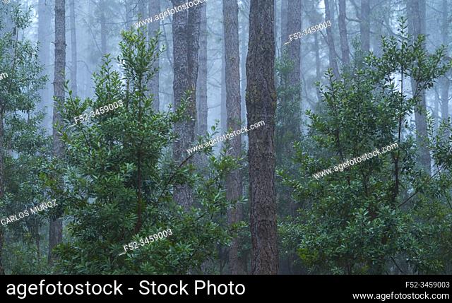 Laurisilva - Laurel forest and Canary Island pine forest, El Pilar, El Paso Municipality, La Palma island, Canary Islands, Spain, Europe
