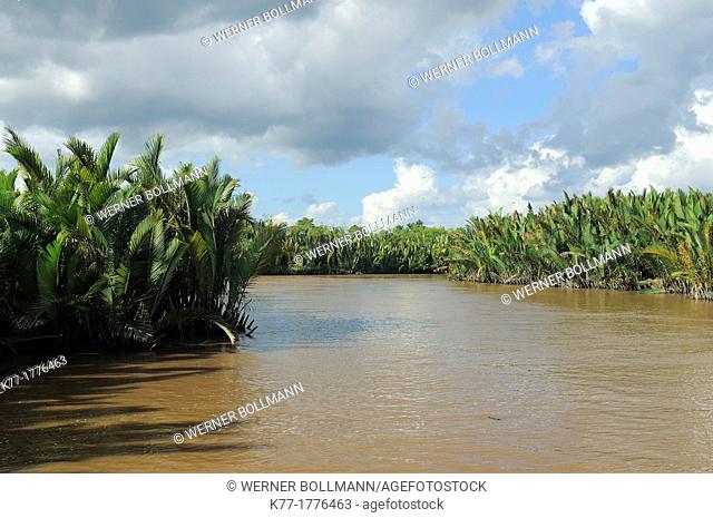 Sekonyer River with Nipa Palms Nypa fruticans, Province Kalimantan, Borneo, Indonesia