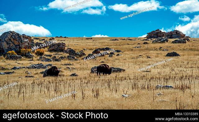Bison in Antelope Island State Park, Salt Lake City, Utah, USA, America
