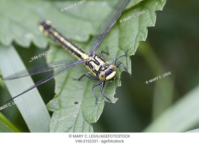 Female Club-tailed Dragonfly, Gomphus vulgatissimus, 6-7cm found in slow-moving rivers and streams with sandy soil. They emerge in swarms to thick overhanging...