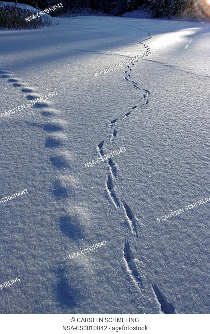 Snow tracks on the ice