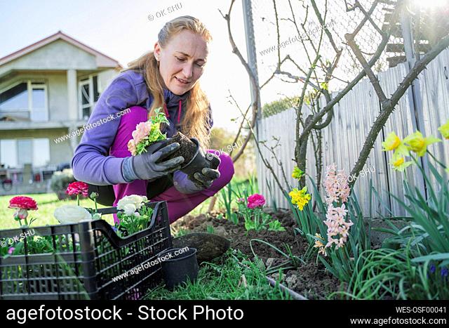 Mature woman planting Ranunculus flower crouching by crate in garden