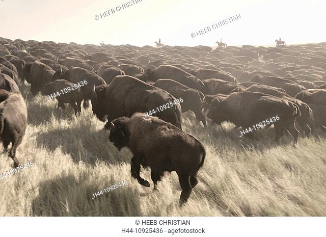 Stampede, Bos Bison, Buffallo, animal, Buffalo Roundup, Custer, State Park, Bison, Prarie, herding, Black Hills, South Dakota, USA, United States, America