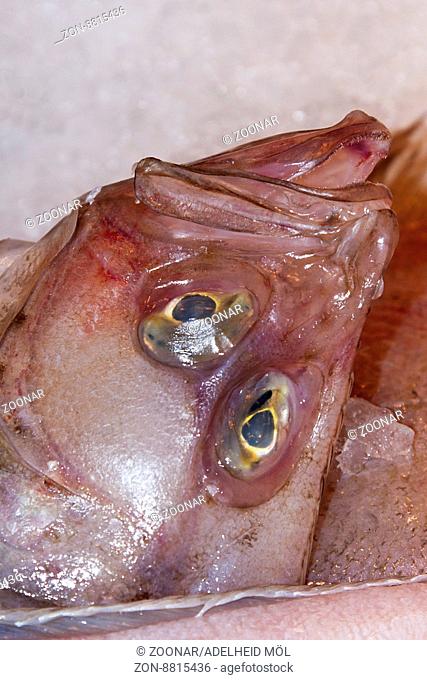 Fangfrische Flunder auf dem Fischmarkt Freshly cought flounder on a fishmarket