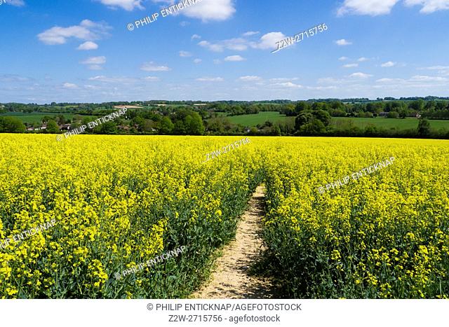 View over field of yellow rapeseed to countryside near Ropley, Hampshire, England