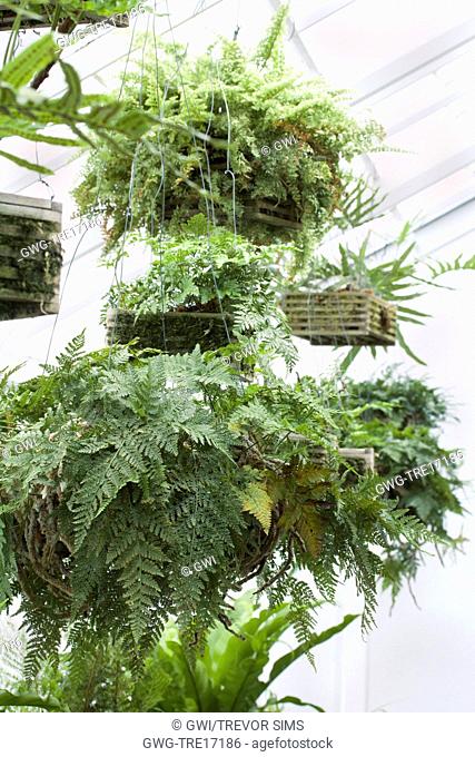 FERN COLLECTION