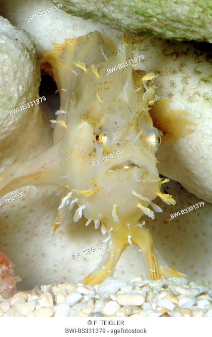 Sargassumfish, Sargassum Frogfish (Histrio histrio), swimming, KZ/LU