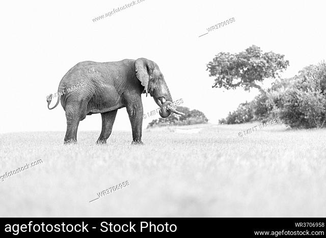 An elephant, Loxodonta africana, walks through a clearing, back to camera, trunk curled, black and white
