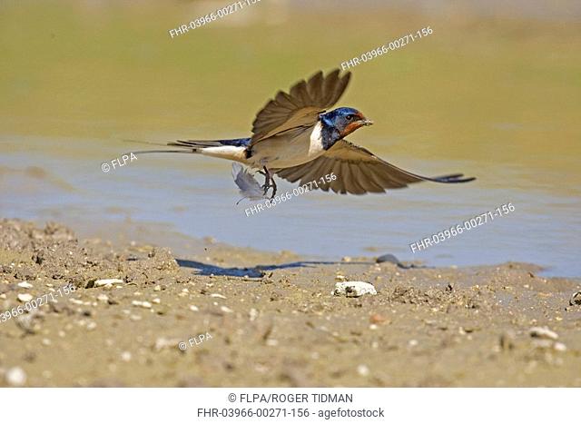 Barn Swallow Hirundo rustica adult, in flight, collecting mud nesting material, Spain