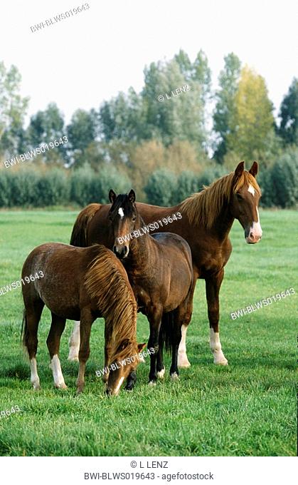 Gelderland horse, Gelderlander Equus przewalskii f. caballus, mare with two young horses standing on pasture