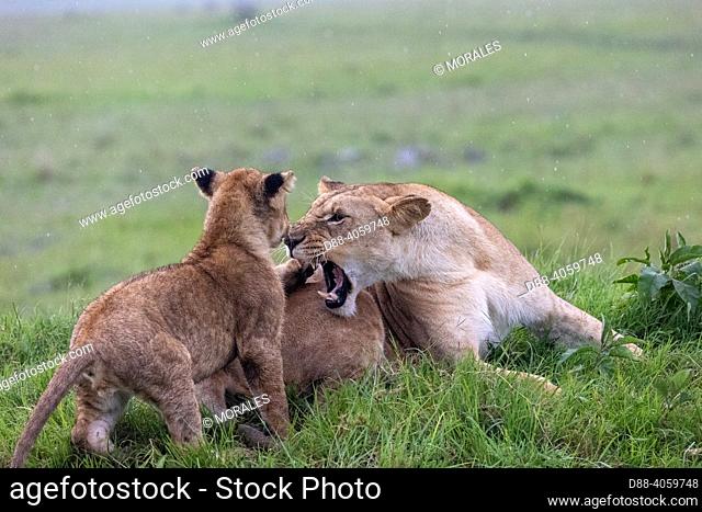 Africa, East Africa, Kenya, Masai Mara National Reserve, National Park, Babies lion (Panthera leo), in savannah, playing with the mother
