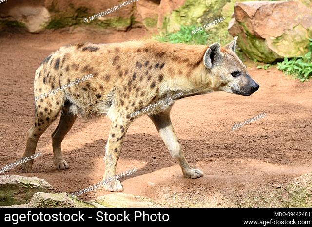 Hyena in the Bioparc. Valencia (Spain), November 07th, 2022