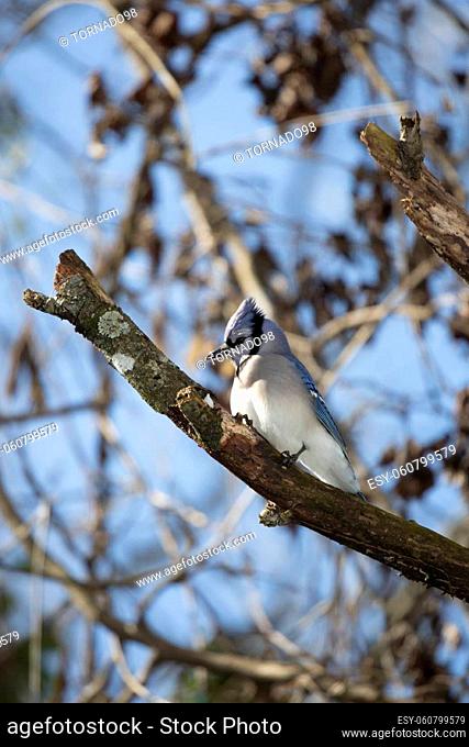 Curious and territorial blue jay (Cyanocitta cristata), with its crest partially up, looking around cautiously from its perch on a tree branch