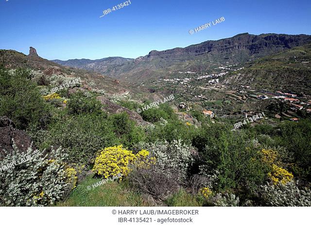 View from a hiking trail below Roque Nublo towards blooming vegetation, the Roque Bentayga, Barranco de Tejeda and Tejeda, Gran Canaria, Canary Islands, Spain