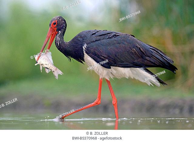 black stork (Ciconia nigra), with caught fish in the bill, Hungary
