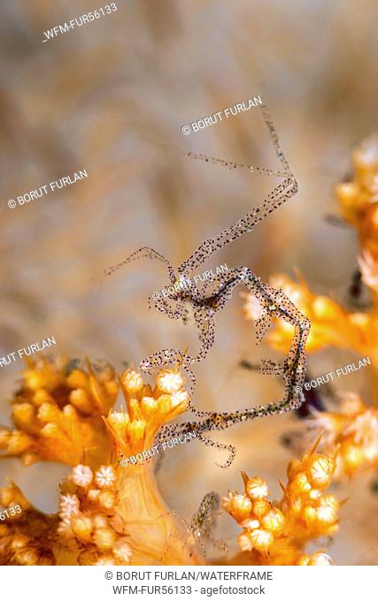 Skeleton Shrimp, Caprella sp., Lembeh Strait, North Sulawesi, Indonesia