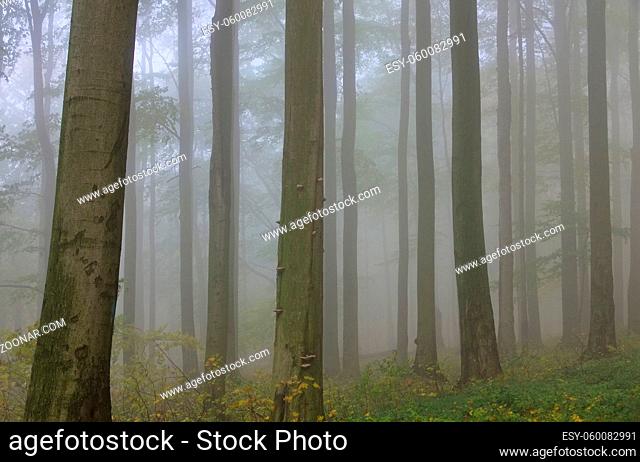 Buchenwald im Nebel - beech forest in fog 13