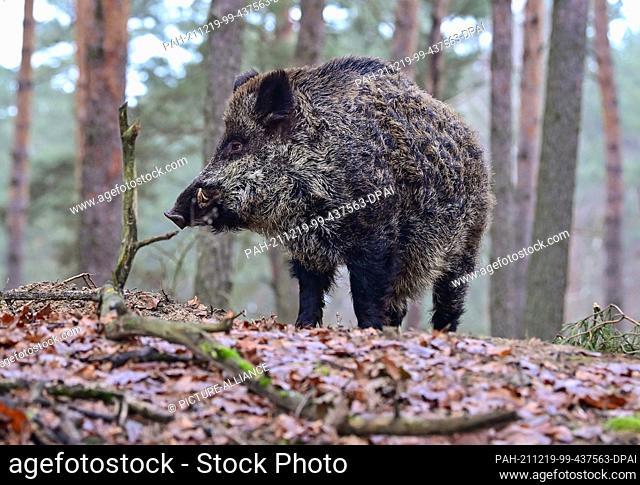 18 December 2021, Brandenburg, Groß Schönebeck: A stately boar (male wild boar) stands on a hill in an enclosure in the Schorfheide Game Park