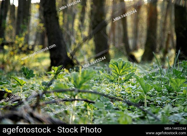 Giant hogweed in the forest