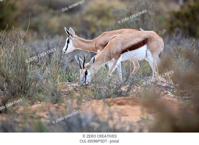 Pair of Springboks (Antidorcas marsupialis), Touws River, Western Cape, South Africa