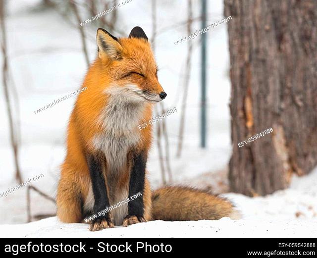 Red Fox - Vulpes vulpes, healthy specimen in his habitat in the woods, relaxes, sits down and seems to pose for the camera