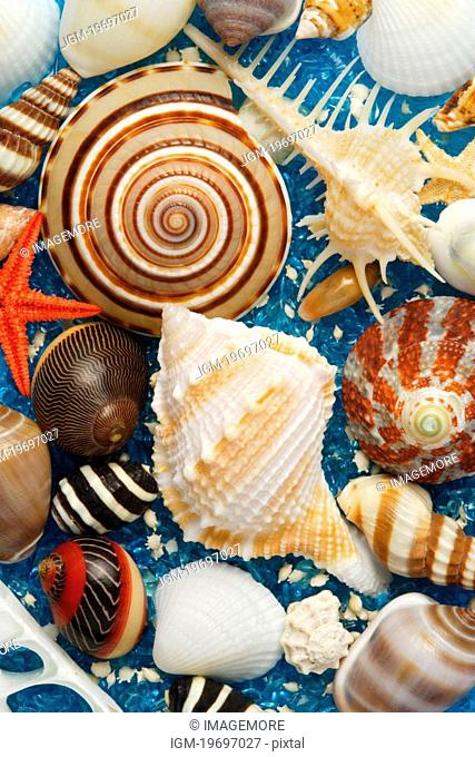 Assorted seashell