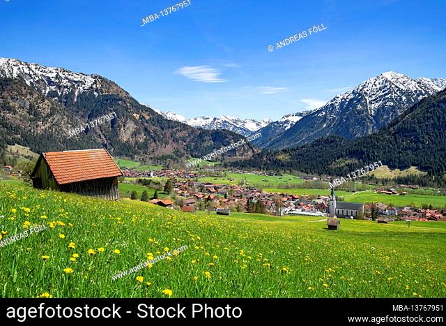 Flower meadow and Bad Hindelang in front of snow-capped mountains and blue sky on a sunny day in spring. Allgäu Alps, Bavaria, Germany, Europe