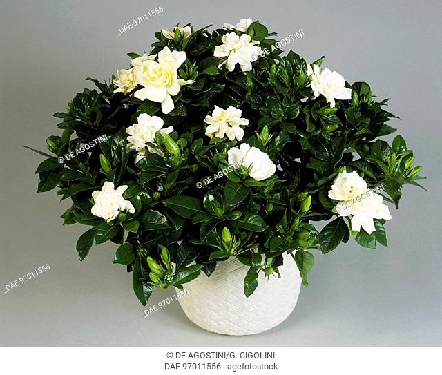 Common gardenia or Cape jasmine (Gardenia jasminoides), Rubiaceae