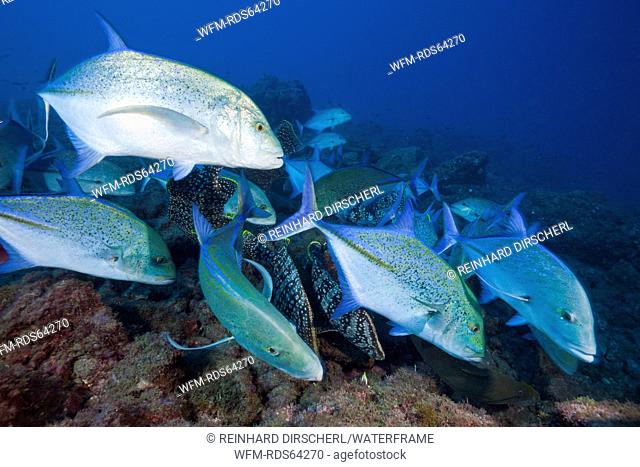 Bluefin Trevally, Caranx melampygus, Socorro, Revillagigedo Islands, Mexico
