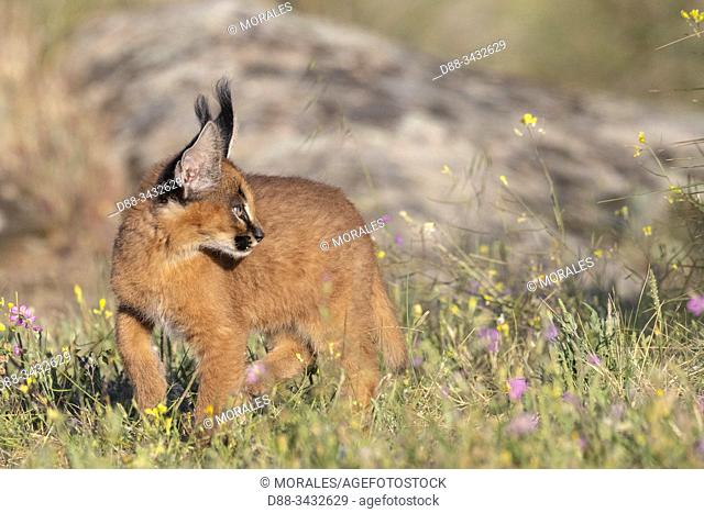 Caracal (Caracal caracal), Occurs in Africa and Asia, Young animal 9 weeks old, in the grass, Captive