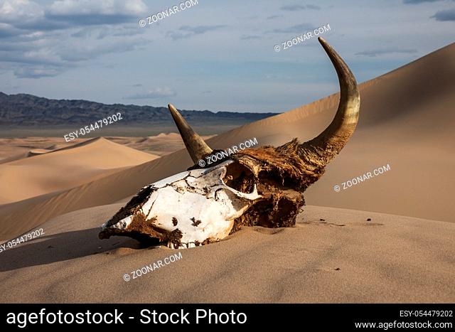 Bull skull in the sand desert at sunset. Death concept