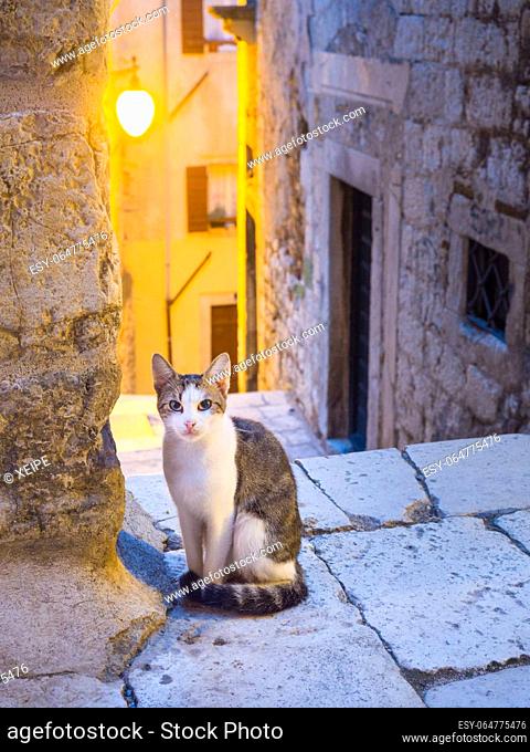 cat on the historic street in Šibenik