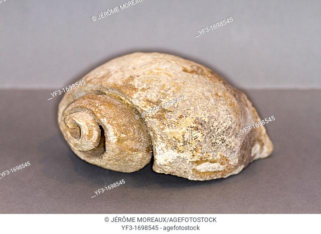 Gastropod fossil, Fossilized mollusk