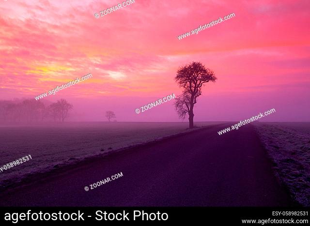 Lonely tree on the empty road in the mist. Czech Republic