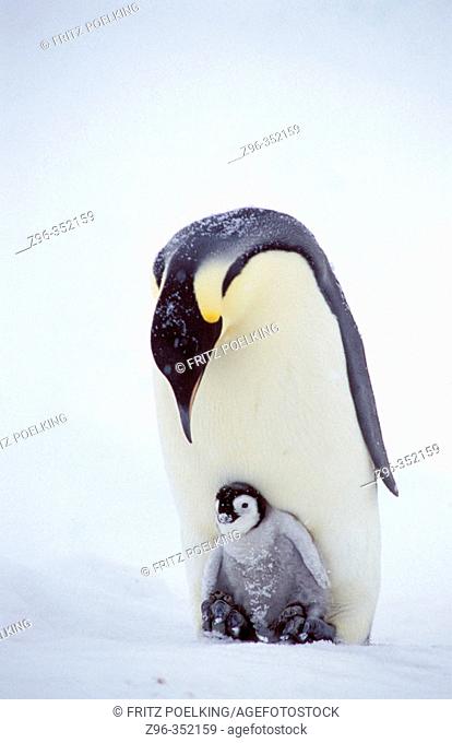 Emperor Penguins (Aptenodytes forsteri). Dawson-Lambton glacier, Antarctica