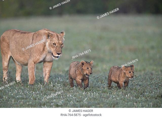 Two lion (Panthera leo) cubs and their mother, Ngorongoro Crater, Tanzania, East Africa, Africa