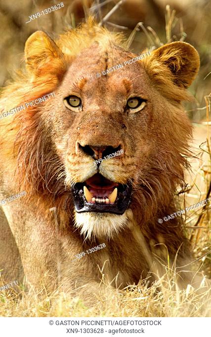African lion Panthera leo - Male, young, after eat, Kruger National Park, South Africa