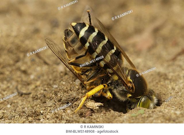 rostrate bembix wasp Bembix rostrata, Epibembix rostrata, with fly as prey near its den, Germany, Brandenburg