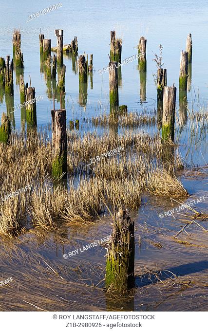 Abstract image of wooden pilings once used to support a Salmon cannery on the Fraser River in Vancouver