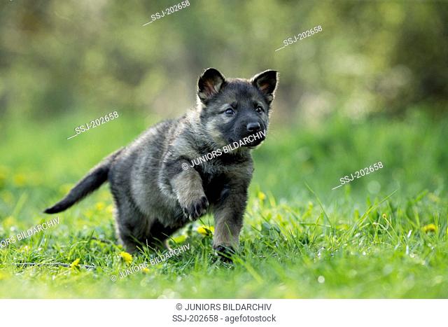 German Shepherd, Alsatian. Puppy walking on a flowering meadow. Germany