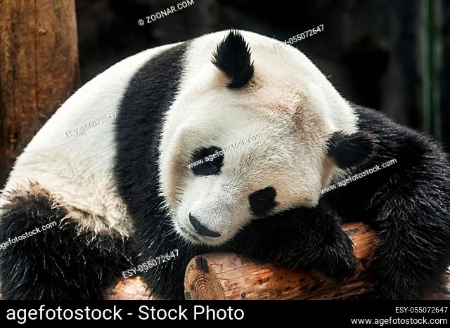 Giant panda in park - animal background
